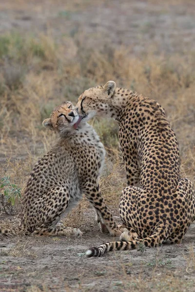 Two Cheetahs Kissing Licking Each Other Successful Hunting — Stock Photo, Image