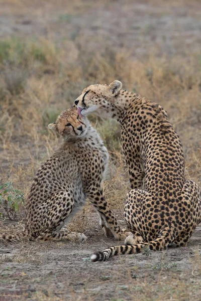 Kaksi Gepardia Suutelee Nuolee Toisiaan Metsästyksen Jälkeen — kuvapankkivalokuva