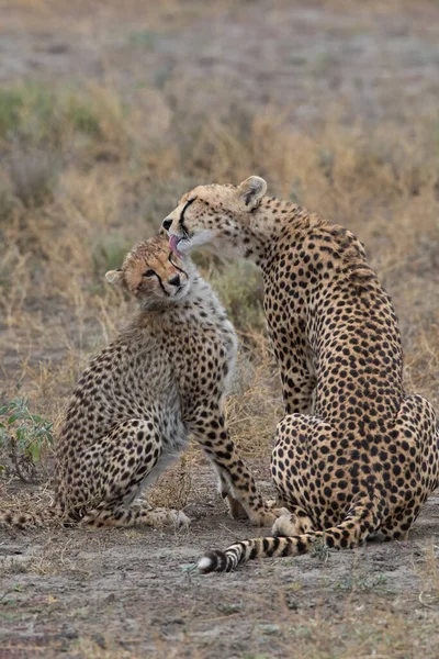 Deux Guépards Embrassent Lèchent Après Une Chasse Réussie — Photo