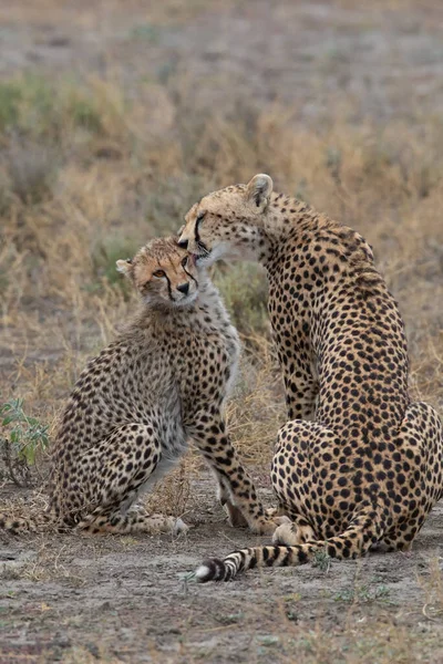 Deux Guépards Embrassent Lèchent Après Une Chasse Réussie — Photo