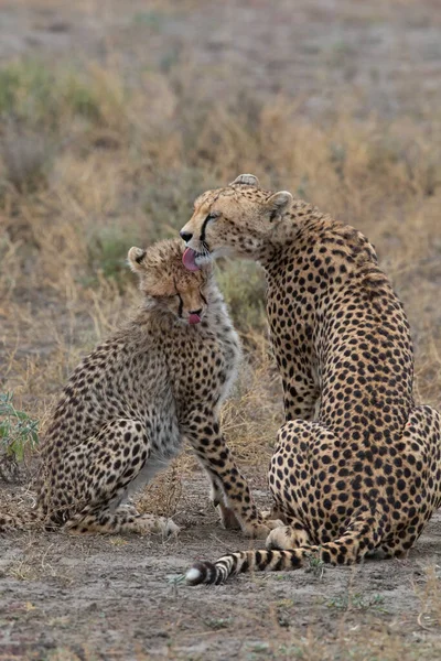 两只猎豹在成功捕猎后互相亲吻和舔舔 — 图库照片