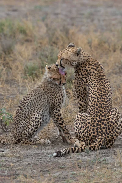 Два Гепарди Цілуються Лижуть Один Одного Після Успішного Полювання — стокове фото