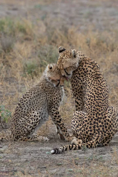 Duas Chitas Estão Beijando Lambendo Outro Após Caça Bem Sucedida — Fotografia de Stock