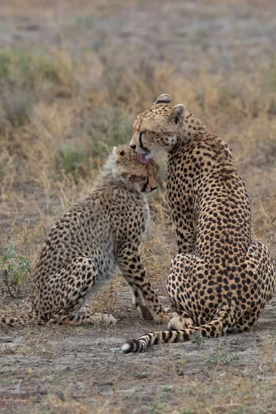 Duas Chitas Estão Beijando Lambendo Outro Após Caça Bem Sucedida — Fotografia de Stock