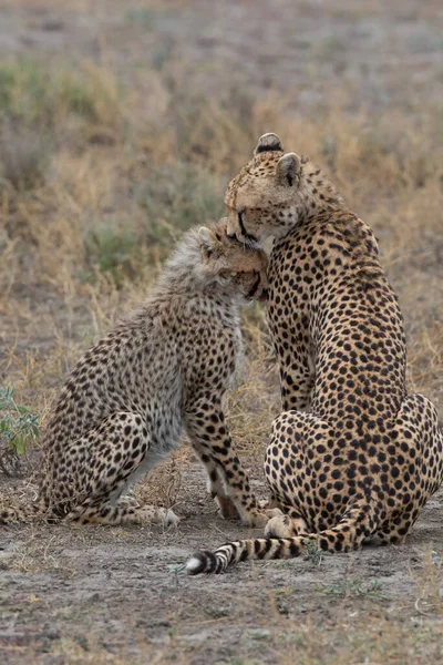 Duas Chitas Estão Beijando Lambendo Outro Após Caça Bem Sucedida — Fotografia de Stock