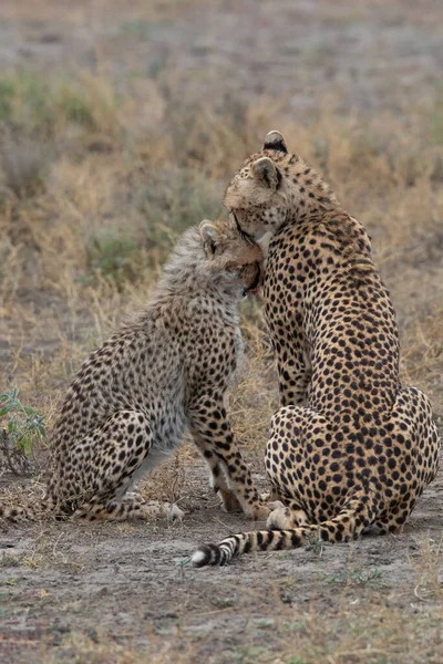 Deux Guépards Embrassent Lèchent Après Une Chasse Réussie — Photo