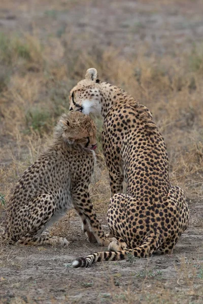 Duas Chitas Estão Beijando Lambendo Outro Após Caça Bem Sucedida — Fotografia de Stock