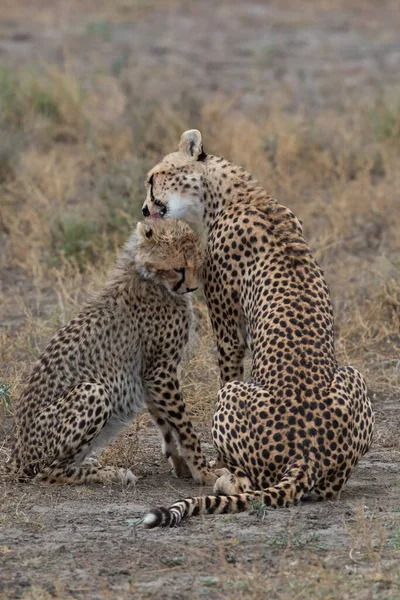 Deux Guépards Embrassent Lèchent Après Une Chasse Réussie — Photo