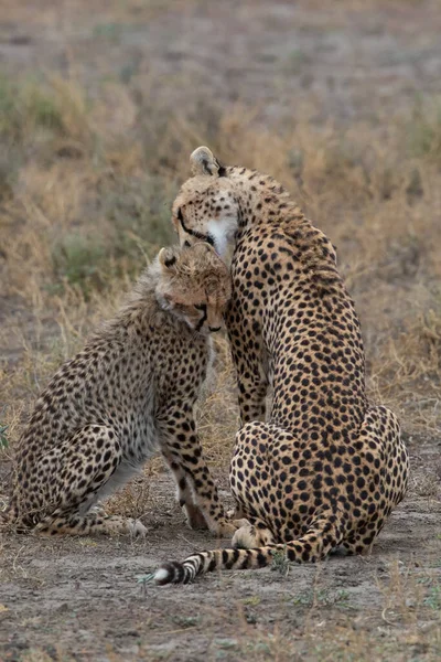 Dwa Gepardy Całują Się Liżą Udanym Polowaniu — Zdjęcie stockowe