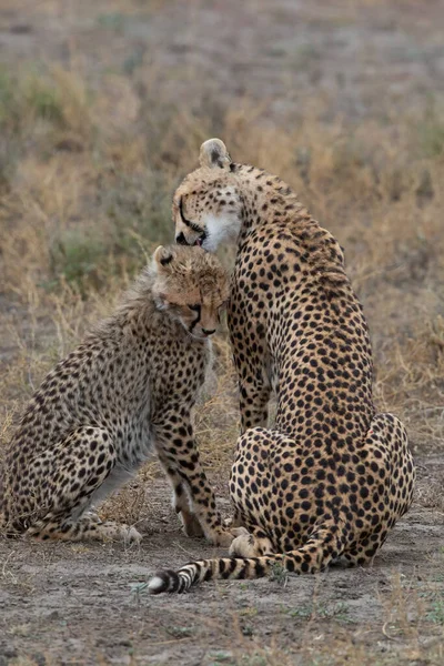 Deux Guépards Embrassent Lèchent Après Une Chasse Réussie — Photo