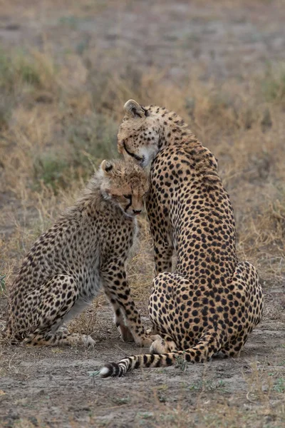 Два Гепарди Цілуються Лижуть Один Одного Після Успішного Полювання — стокове фото