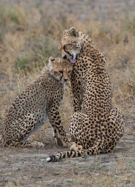 Duas Chitas Estão Beijando Lambendo Outro Após Caça Bem Sucedida — Fotografia de Stock