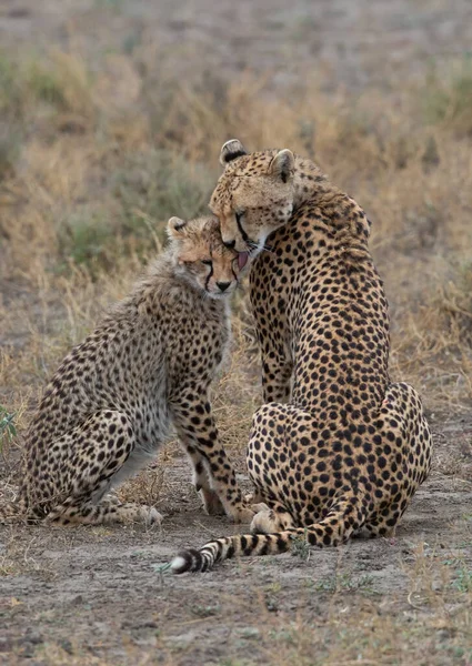 Duas Chitas Estão Beijando Lambendo Outro Após Caça Bem Sucedida — Fotografia de Stock