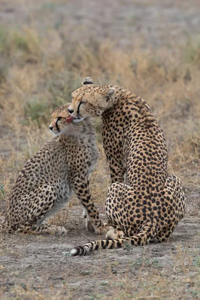 Dva Gepardi Líbají Olizují Úspěšném Lovu — Stock fotografie