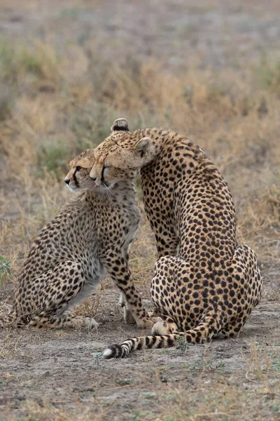 Two Cheetahs Kissing Licking Each Other Successful Hunting — Stock Photo, Image