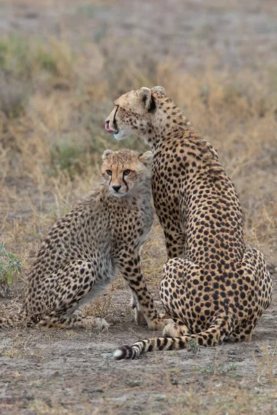 Deux Guépards Embrassent Lèchent Après Une Chasse Réussie — Photo