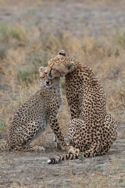 Duas Chitas Estão Beijando Lambendo Outro Após Caça Bem Sucedida — Fotografia de Stock