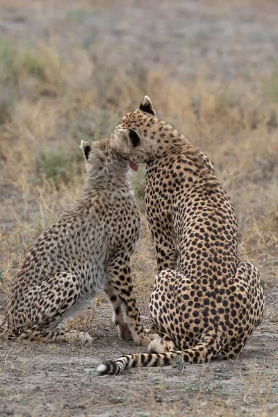 Deux Guépards Embrassent Lèchent Après Une Chasse Réussie — Photo