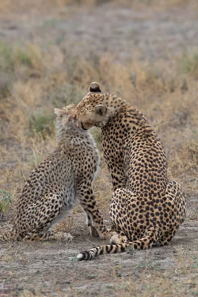 Deux Guépards Embrassent Lèchent Après Une Chasse Réussie — Photo
