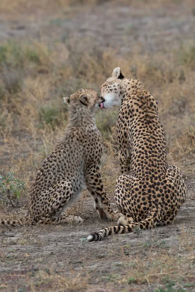 Duas Chitas Estão Beijando Lambendo Outro Após Caça Bem Sucedida — Fotografia de Stock