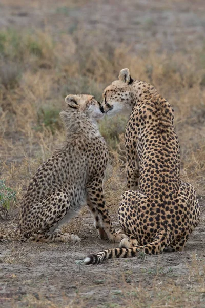 Duas Chitas Estão Beijando Lambendo Outro Após Caça Bem Sucedida — Fotografia de Stock