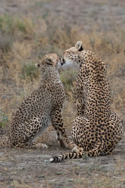 Dva Gepardi Líbají Olizují Úspěšném Lovu — Stock fotografie