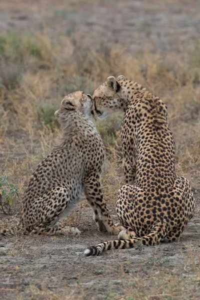 Deux Guépards Embrassent Lèchent Après Une Chasse Réussie — Photo