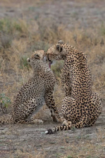 Deux Guépards Embrassent Lèchent Après Une Chasse Réussie — Photo