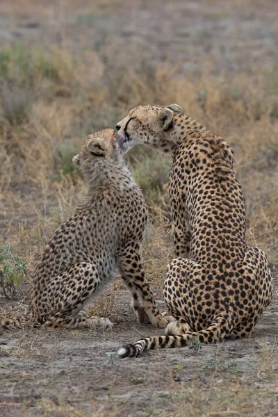 Zwei Geparden Küssen Und Lecken Sich Nach Erfolgreicher Jagd — Stockfoto