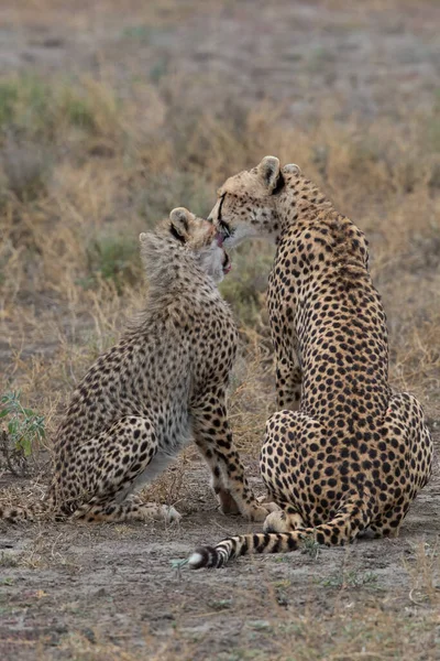 Duas Chitas Estão Beijando Lambendo Outro Após Caça Bem Sucedida — Fotografia de Stock