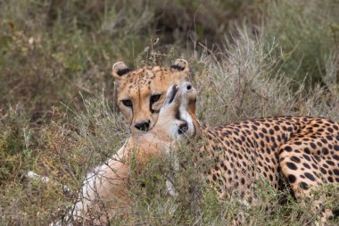 Genç çita, Thompson 'ın ceylanını avlıyor.. 
