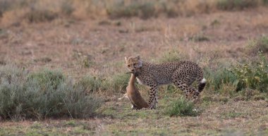 Genç çita, Thompson 'ın ceylanını avlıyor.. 