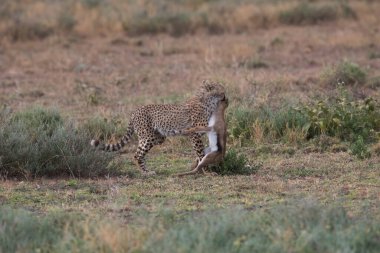 Genç çita, Thompson 'ın ceylanını avlıyor.. 