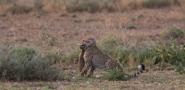 치타가 가젤에서 사냥하고 있습니다 — 스톡 사진