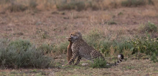 Jeune Guépard Chasse Sur Gazelle Thomas — Photo