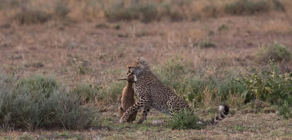 Young Cheetah Hunting Thomson Gazelle — Stock Photo, Image