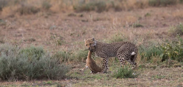 Young Cheetah Hunting Thomson Gazelle — Stock Photo, Image