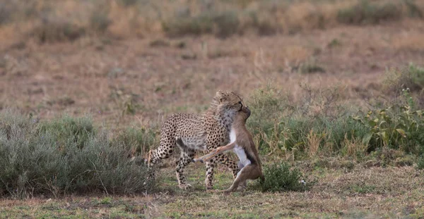 Mladý Gepard Loví Thomsonově Gazelle — Stock fotografie