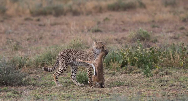 Jeune Guépard Chasse Sur Gazelle Thomas — Photo