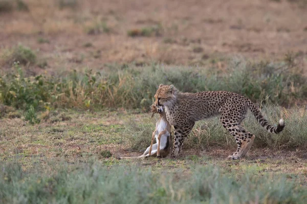 Jonge Cheeta Jaagt Thomas Gazelle — Stockfoto