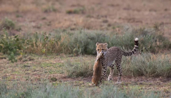 Young Cheetah Hunting Thomson Gazelle — Stock Photo, Image