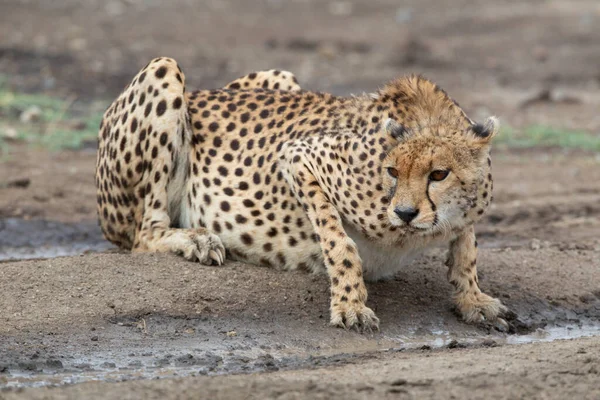 Verletzter Gepard Trinkt Aus Pfütze — Stockfoto