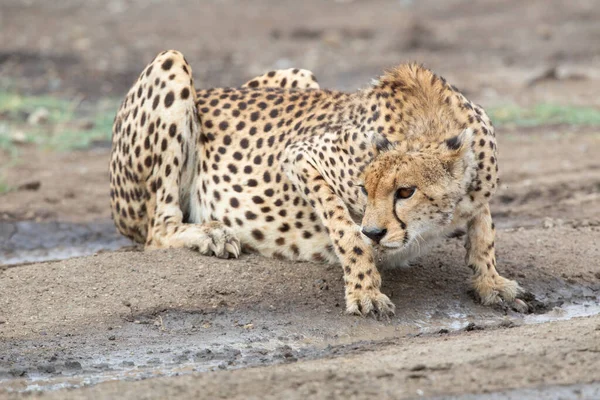 Ranny Gepard Pije Kałuży — Zdjęcie stockowe