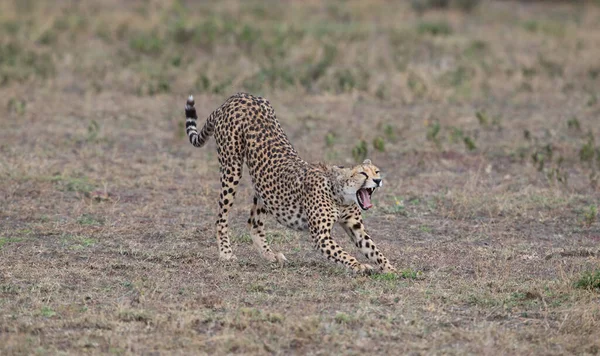 Jeune Beau Guépard Dans Habitat Naturel — Photo