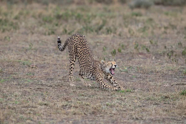 Ung Vacker Gepard Naturlig Miljö — Stockfoto