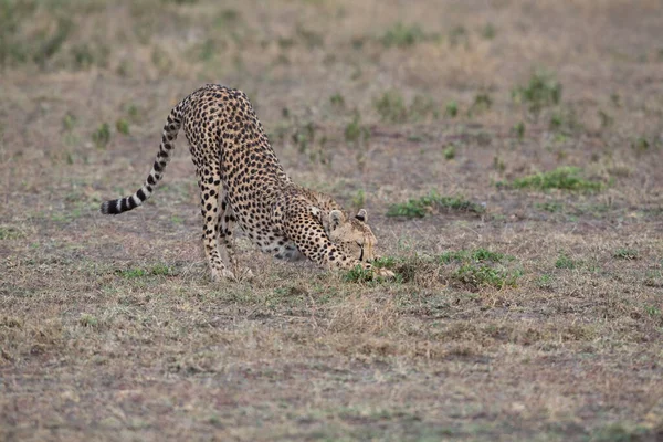 Jeune Beau Guépard Dans Habitat Naturel — Photo