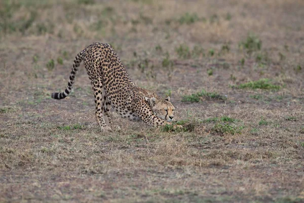 Jeune Beau Guépard Dans Habitat Naturel — Photo