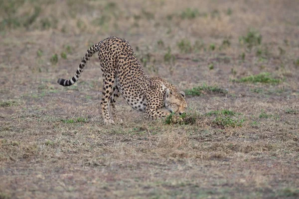 Jeune Beau Guépard Dans Habitat Naturel — Photo