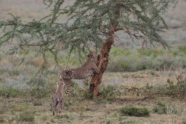 Giovani Ghepardi Nel Loro Habitat Naturale — Foto Stock