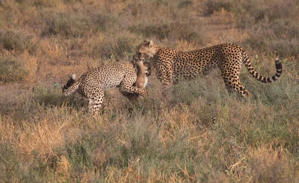 Jeune Chasse Guépard Sur Gazelle Thomas Est Une Bonne Image — Photo